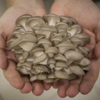 Фото грибов вешенок 3