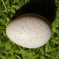 Фото индюшиных яиц 5
