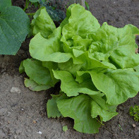 Фото листового салата