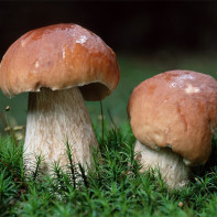 Как отличить ложный белый гриб от настоящего