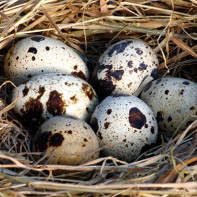 Фото перепелиных яиц 3