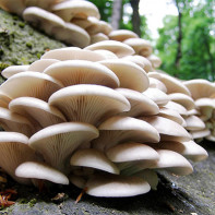 Фото грибов вешенок 4