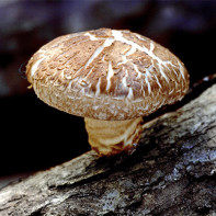 Фото грибов шиитаке 4