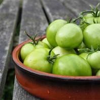 Фото зеленых помидоров 2