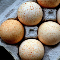 Фото индюшиных яиц
