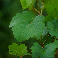 Фото виноградных листьев 5