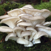 Фото грибов вешенок