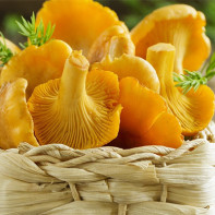 Фото грибов лисичек