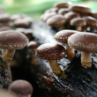 Фото грибов шиитаке