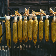 Фото сушеной кукурузы 4