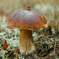 Фото белых грибов 4