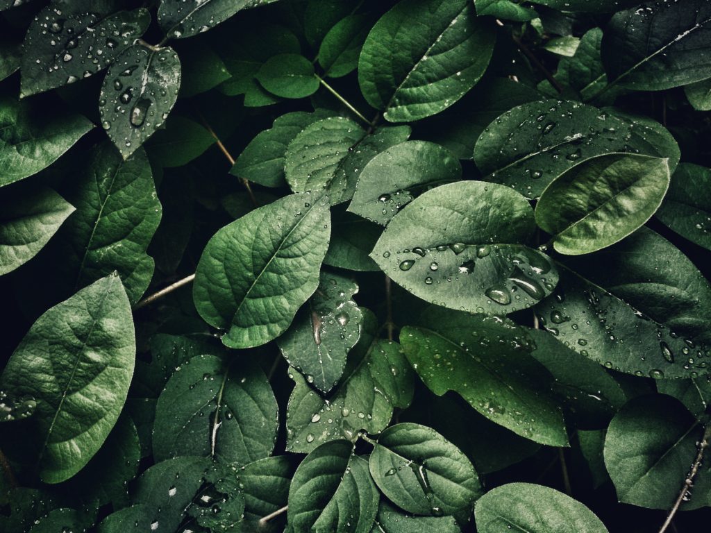 Вода для растений: роль воды в жизни растений и применение в быту