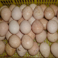 Фото индюшиных яиц 3