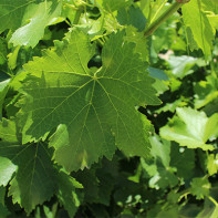 Фото виноградных листьев 3