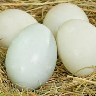 Фото утиных яиц 2