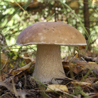 Фото белых грибов 3