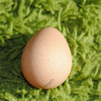 Фото яиц цесарки 4