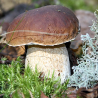 Фото белых грибов 2