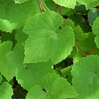 Фото виноградных листьев