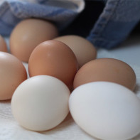 Фото куриных яиц 4
