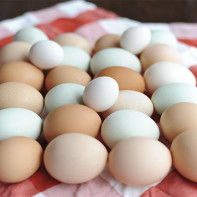 Фото куриных яиц 2
