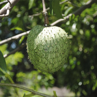 Фото фрукта гуанабана 2