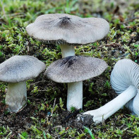 Фото грибов рядовок 2