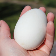 Фото гусиных яиц 2