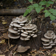 Фото грибов вешенок 5