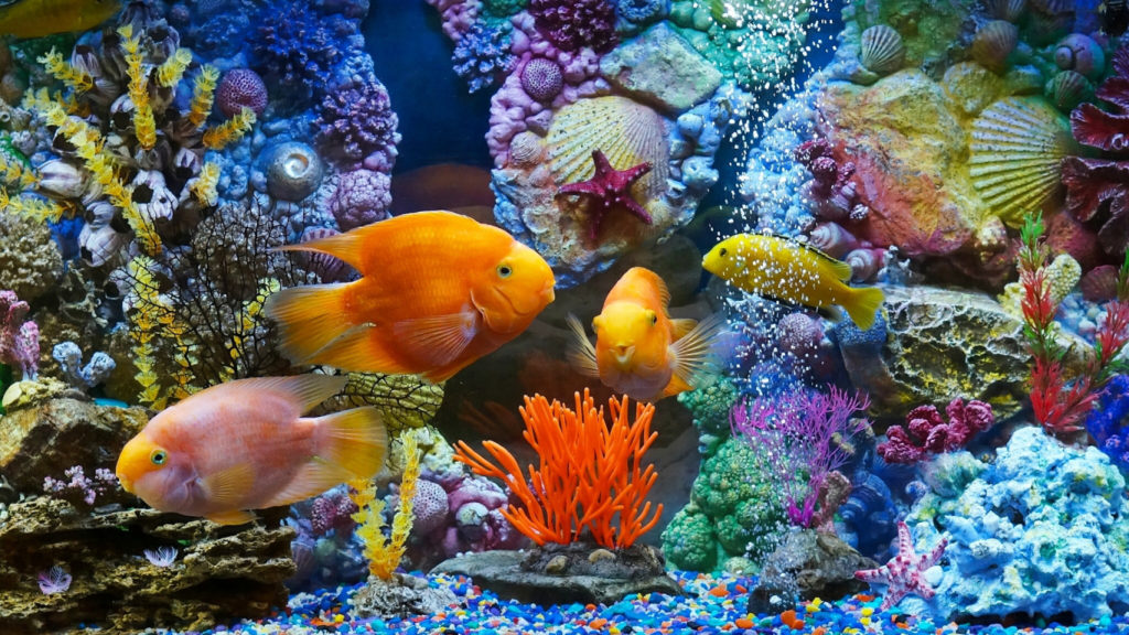Почему мутнеет вода в аквариуме