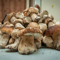 Фото белых грибов 5