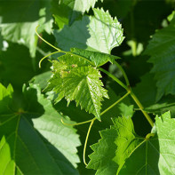 Фото виноградных листьев 2