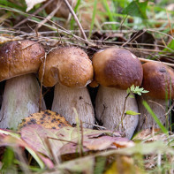 Как выбрать и хранить белые грибы