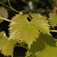 Фото виноградных листьев 4