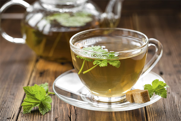Чай из листьев смородины в медицине