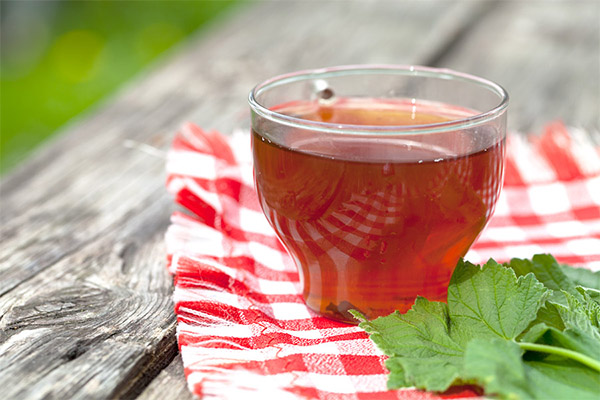 Чем полезен чай из листьев смородины