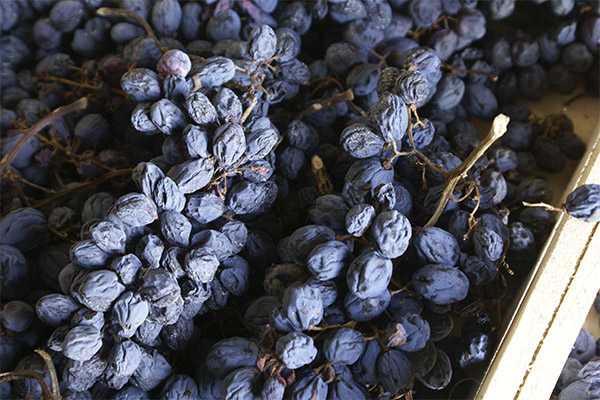 Чем полезен сушеный виноград