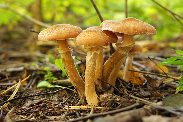 Чем полезны грибы опята