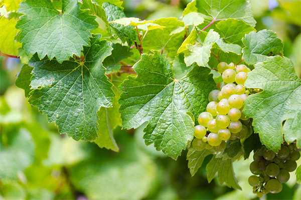 Чем полезны виноградные листья