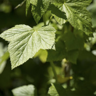 Фото листьев смородины