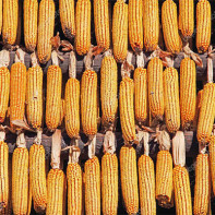 Фото сушеной кукурузы 5