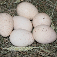 Фото индюшиных яиц 2