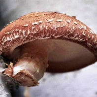 Фото грибов шиитаке 2
