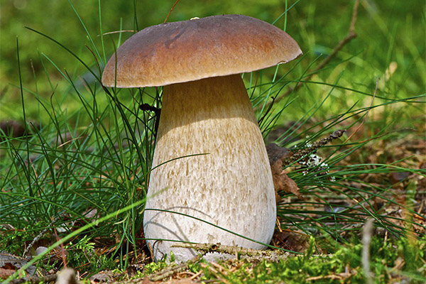 Интересные факты о белых грибах