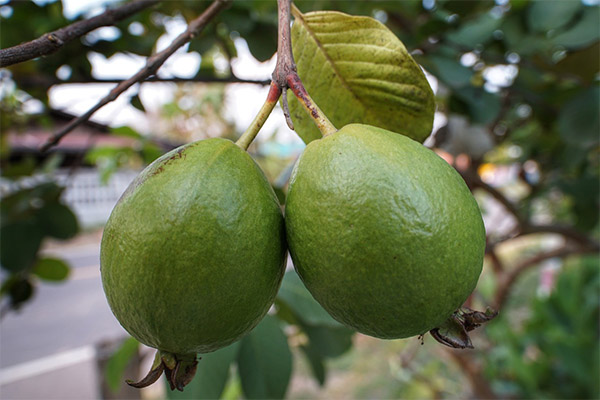 Интересные факты о фрукте гуава