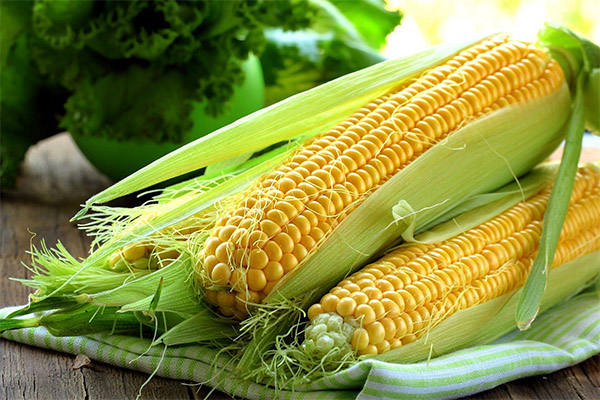 Интересные факты о кукурузе