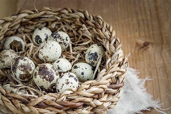 Интересные факты о перепелиных яйцах
