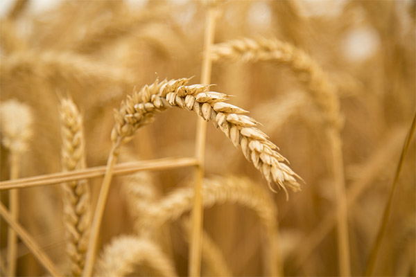 Интересные факты о пшенице