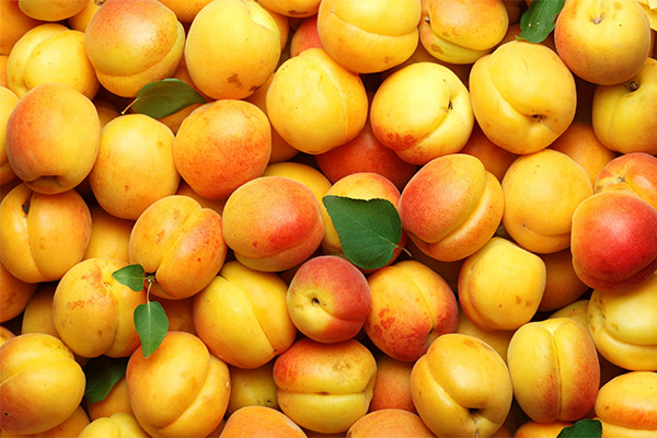 Интересные факты об абрикосах