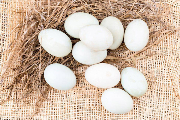 Интересные факты об утиных яйцах